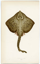 Thornback Ray