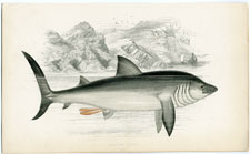 Basking Shark