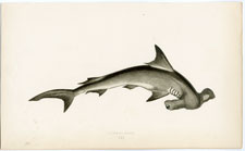 Hammer-head Shark