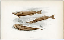 Remora