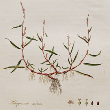 (Small, creeping, narrow-leaved Persicaria)