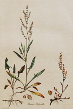 (Sheep's Sorrel)