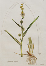 (Small Bur-Reed)