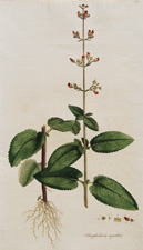 (Water-Figwort or Water-Betony)