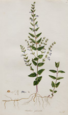 (Common Hooded Willow-herb)