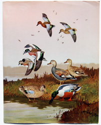 Cinnamon Teal, American Widgeon, Gadwall, Shoveller