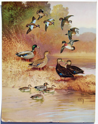 Blue-winged Teal, Wood Duck, Mallard, Black Duck, Green-winged Teal