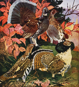 DUSKY GROUSE, RUFFED GROUSE 