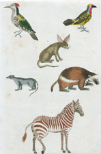 1. Brazilian Weasel  2. Wolverine  3. Indian Spotted Woodpecker  4. Yellow Spotted Woodpecker 5. Zebra  6. Zerda 