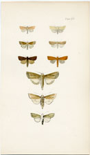 Morris British Moths 1872