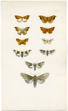 Morris British Moths 1872