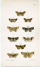 Morris British Moths 1872