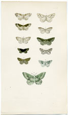 Antique Butterfly Moth print by Morris