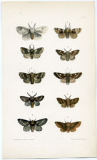 Antique Butterfly Moth print by Morris