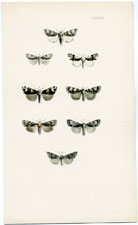 Antique Butterfly Moth print by Morris