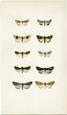 Antique Butterfly Moth print by Morris