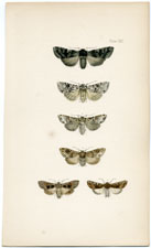 Antique Butterfly Moth print by Morris