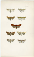 Antique Butterfly Moth print by Morris