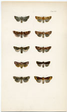 Antique Butterfly Moth print by Morris