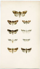 Antique Butterfly Moth print by Morris