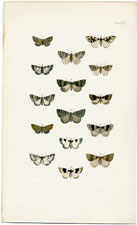 Antique Butterfly Moth print by Morris