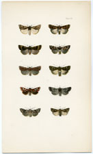 Antique Butterfly Moth print by Morris