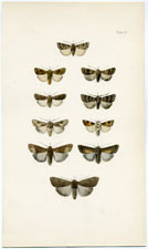 Antique Butterfly Moth print by Morris