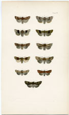 Antique Butterfly Moth print by Morris