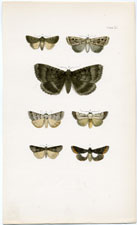 Antique Butterfly Moth print by Morris