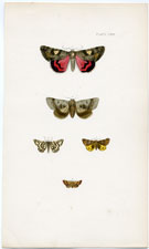 Antique Butterfly Moth print by Morris