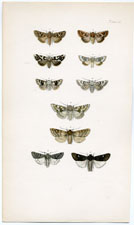 Morris British Moths 1872