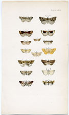 Morris British Moths 1872