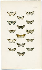 Morris British Moths 1872