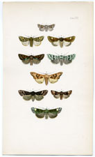 Antique Butterfly Moth print by Morris