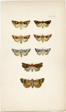 Morris British Moths 1872