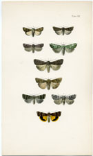 Morris British Moths 1872