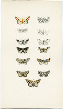 Morris British Moths 1872