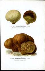 Antique mushroom print