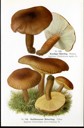 Antique mushroom print