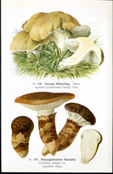 Antique mushroom print