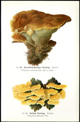 Antique mushroom print