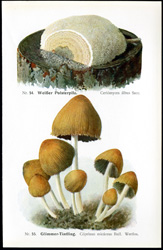 Antique mushroom print