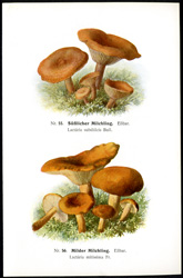 Antique mushroom print