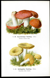 Antique mushroom print