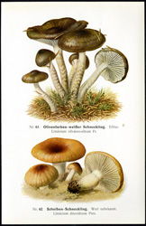 Antique mushroom print