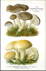 Antique mushroom print