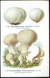 Antique mushroom print