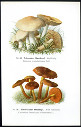 Antique mushroom print