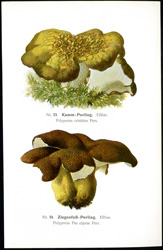 Antique mushroom print