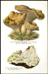 Antique mushroom print